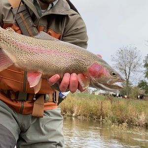 Meet your Posher, Max